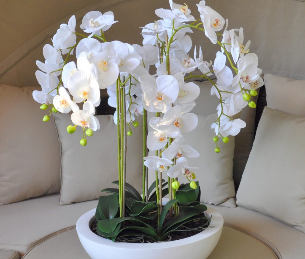 Nalijte tři lžíce do květináče. Malá orchidej bude růst jako plevel.