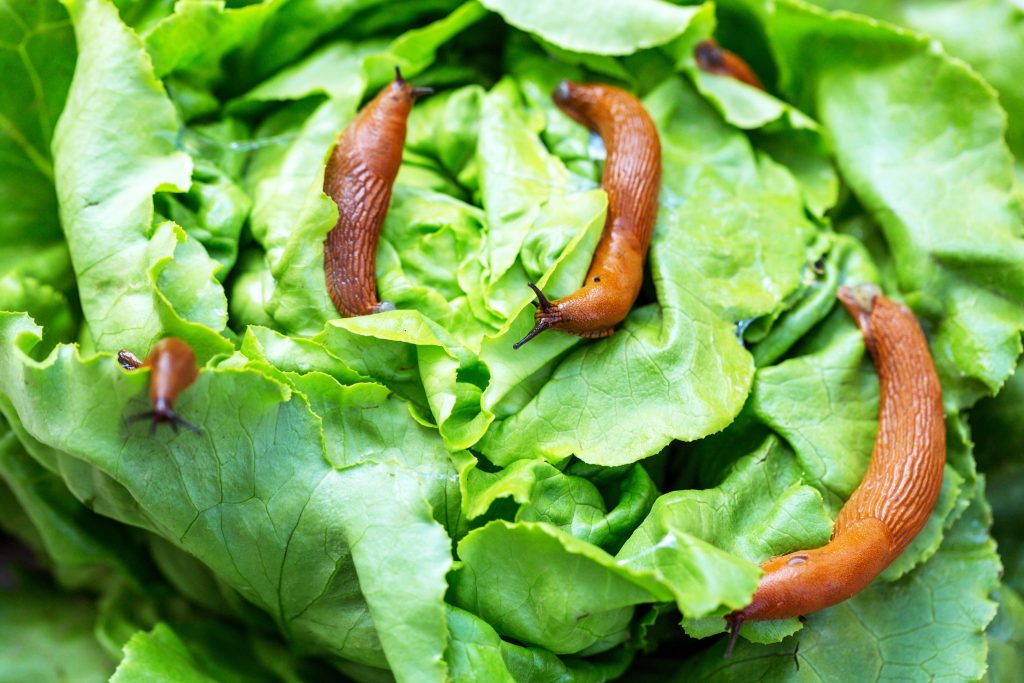 Přírodní způsob, jak se zbavit šneků a slimáků v zahradě bez pesticidů
