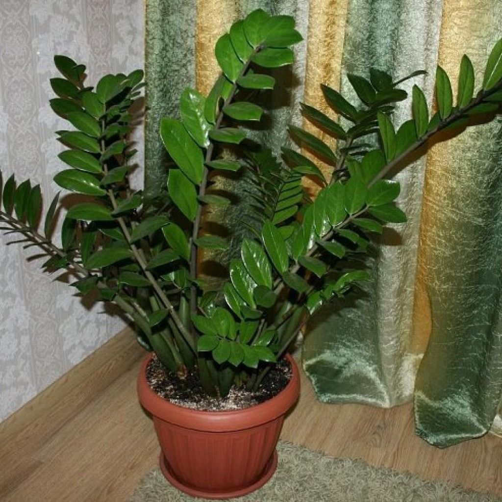 Zamioculcas se vzpírá a nechce vypěstovat nové listy? Takto se s tímto potvorou vypořádáte. Po použití tohoto domácího kondicionéru budou větve zelené a lesklé.