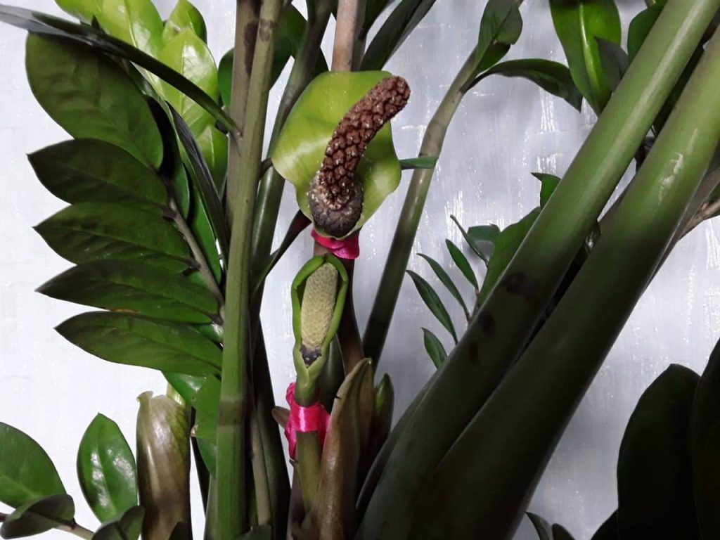 Váš zamioculcas žloutne, protože jste zapomněli na jednu věc. Vždy to před zaléváním zkontrolujte.