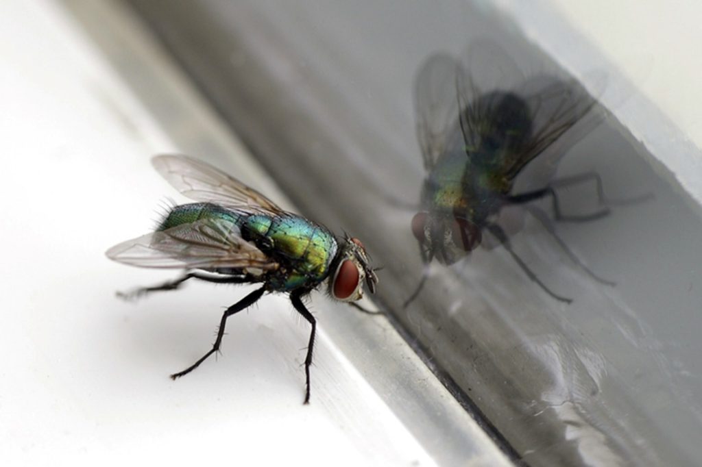 Toto je bezpochyby nejlepší způsob, jak se zbavit much: trik s hliníkovou fólií, který je odradí od vašeho domu.