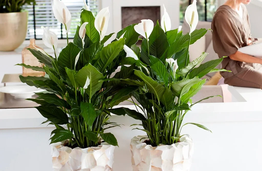 V červnu tím zalijte svůj spathiphyllum. Velmi rychle vyraší nové listy a květy.