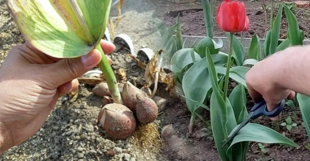 7 tipů, jak obnovit záhon po odkvětu tulipánů, a 8 pravidel, kdy je vykopat a co dělat dál