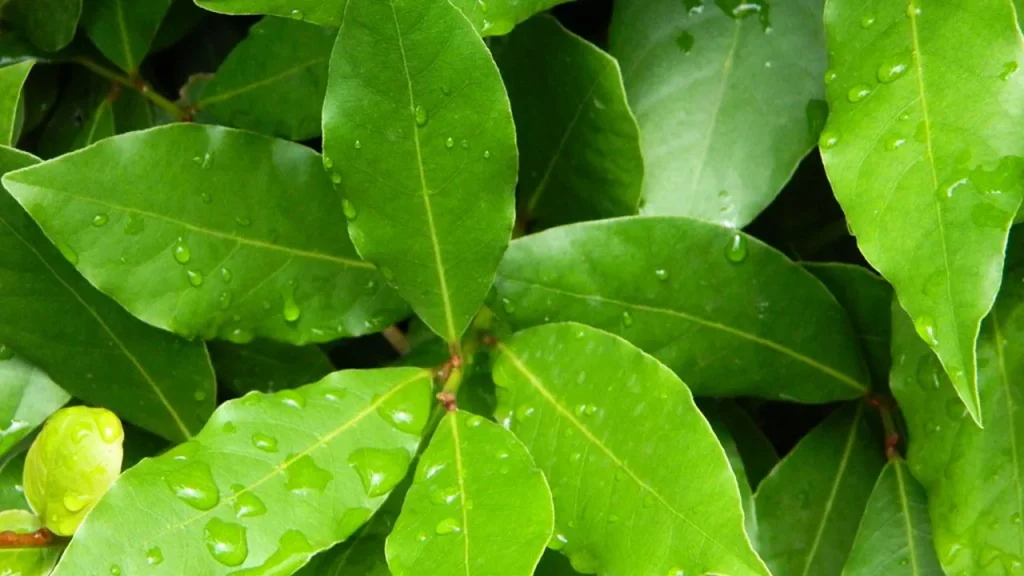 Domácí triky, jak odpudit mravence bez použití pesticidů