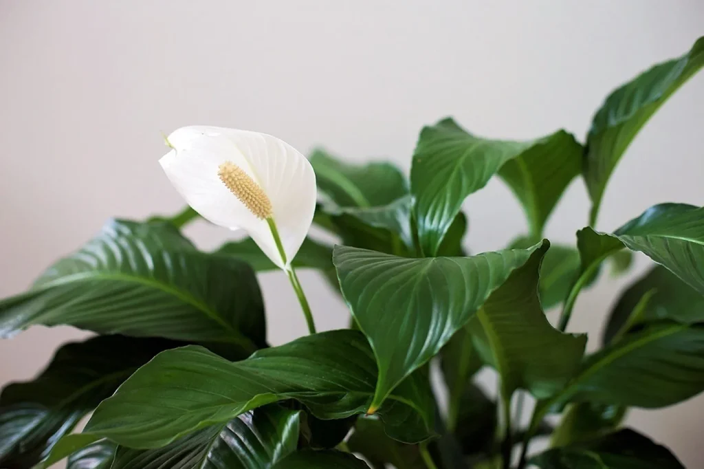 Pravidlo „ani-ani“ zachránilo můj spathiphyllum. Už nejsou žádné tmavé skvrny a květy jsou dokonale bílé.