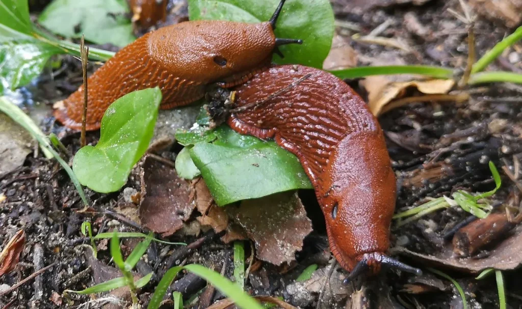 Krabice na vejce + jednoduchá rada = už žádné slimáky ve vaší zahradě