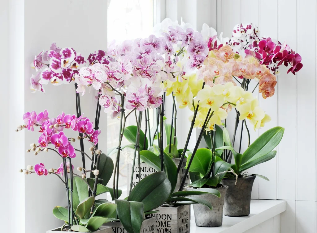 Nalijte tři lžíce do květináče. Malá orchidej bude růst jako plevel.