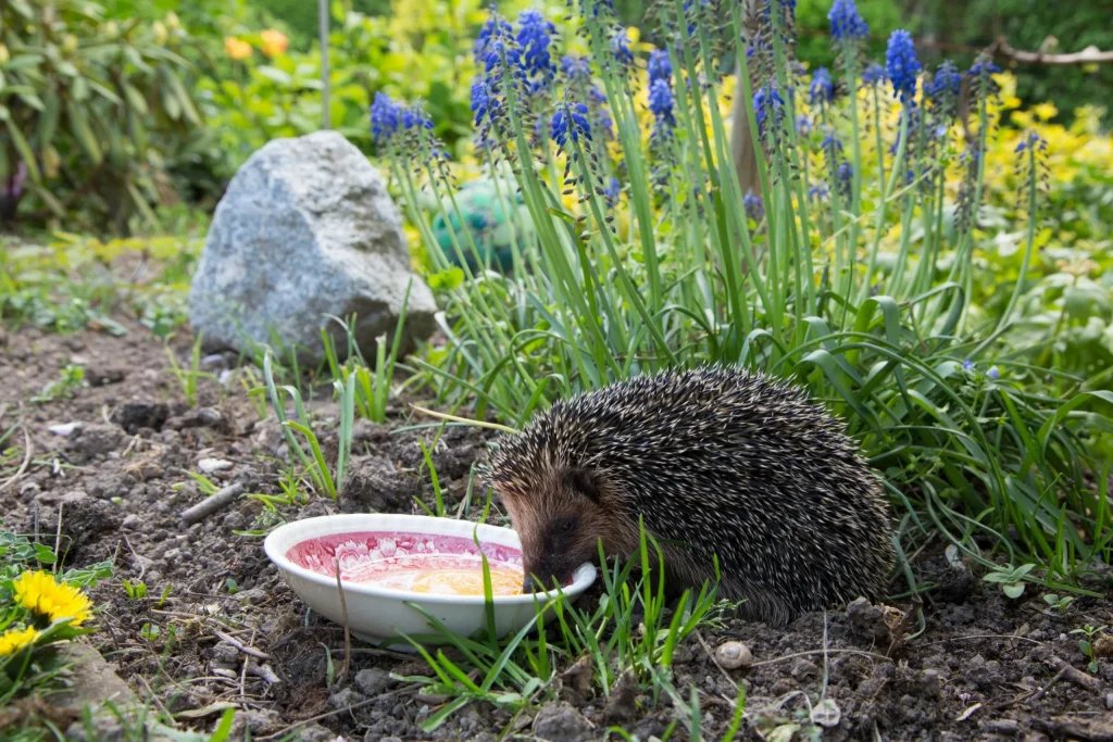 V noci dupá a žere medvedíky – toto roztomilé zvířátko zachrání vaši zahradu!
