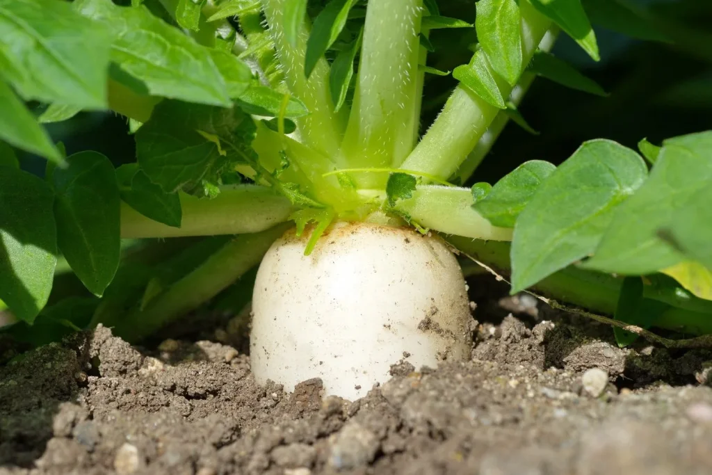 Jak pěstovat daikon na volném prostranství: termíny výsadby, odrůdy a péče