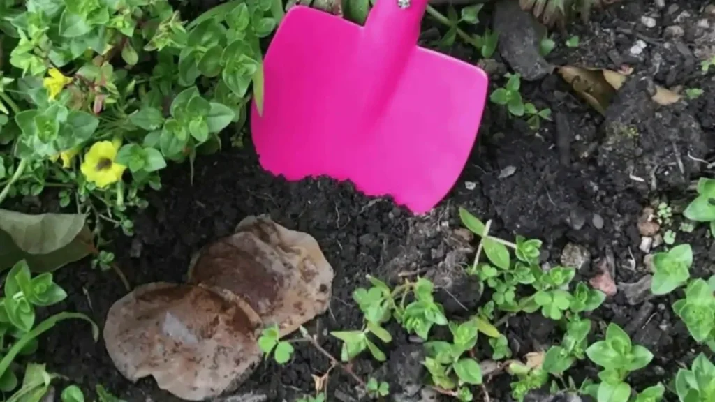 Jednoduchý čajový sáček zakopaný u kořenů stačí k posílení kvetení. „Od té doby, co jsem se o tom dozvěděl, už nekupuji žádná hnojiva