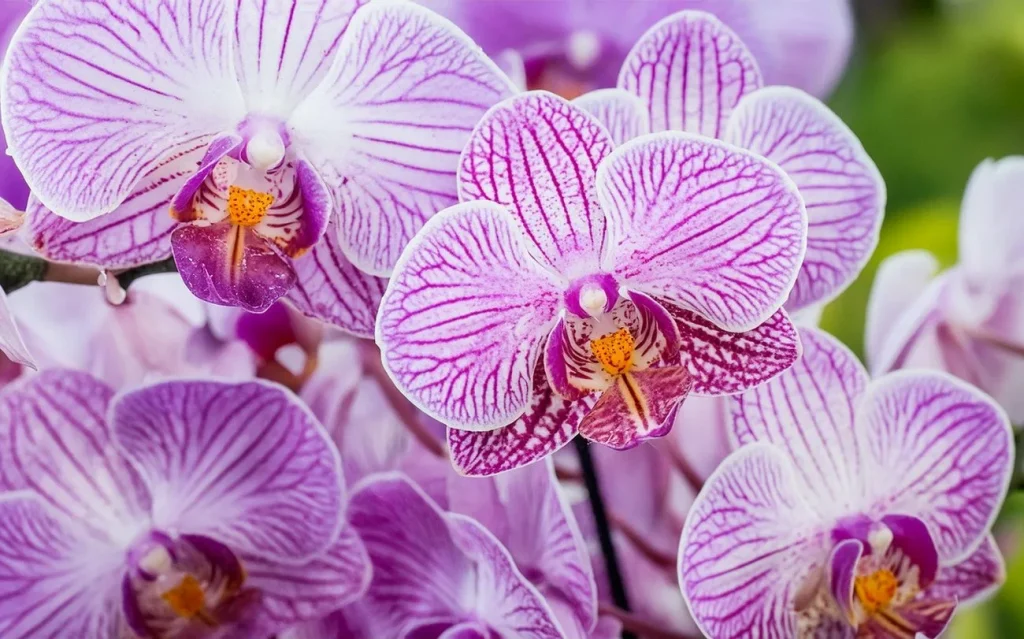 Nalijte do květináče. Orchidej bude k nepoznání.