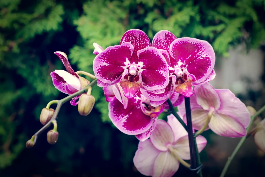 Umírá orchidej? Udělejte to a v mžiku ožije a pokryje se novými květy.