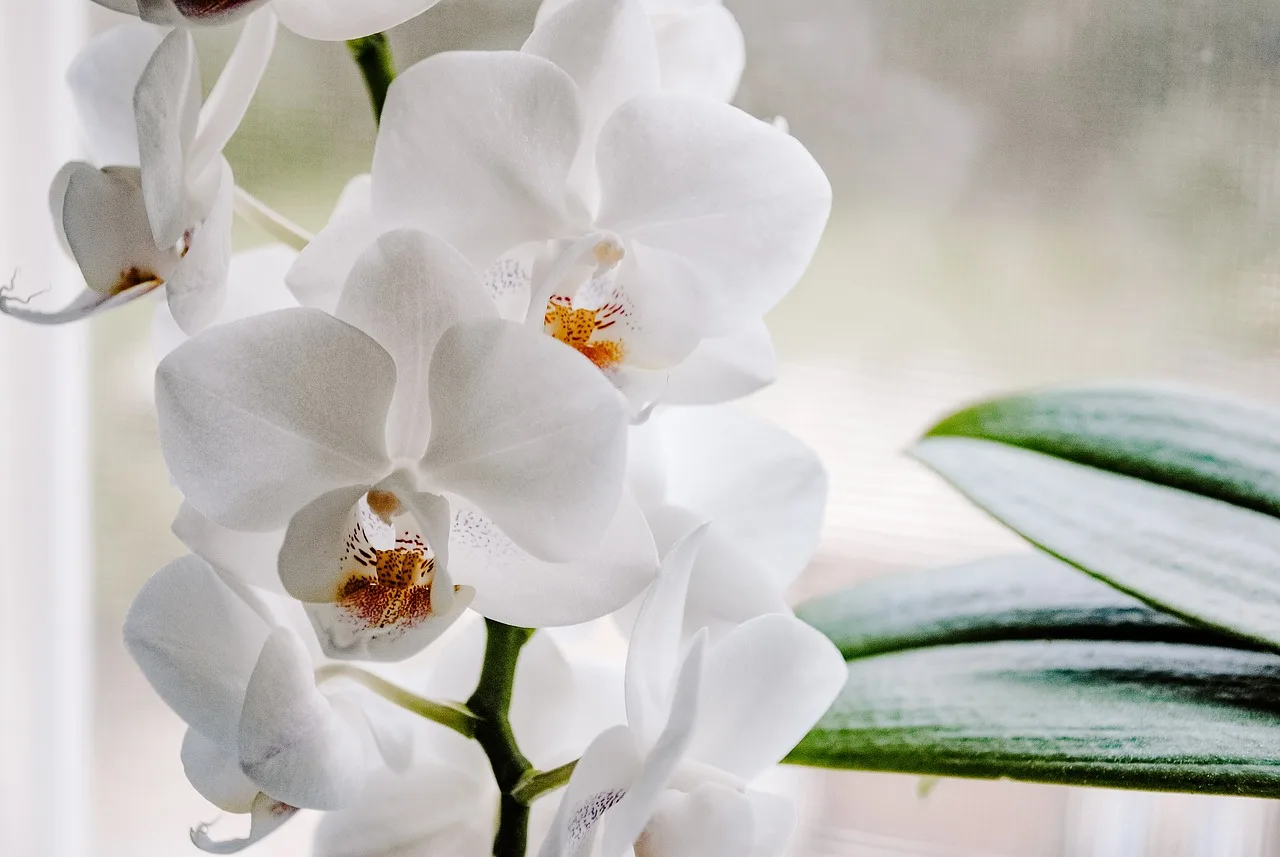 Umírá orchidej? Udělejte to a v mžiku ožije a pokryje se novými květy.
