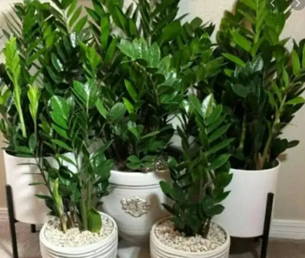 Váš zamioculcas žloutne, protože jste zapomněli na jednu věc. Vždy to před zaléváním zkontrolujte.