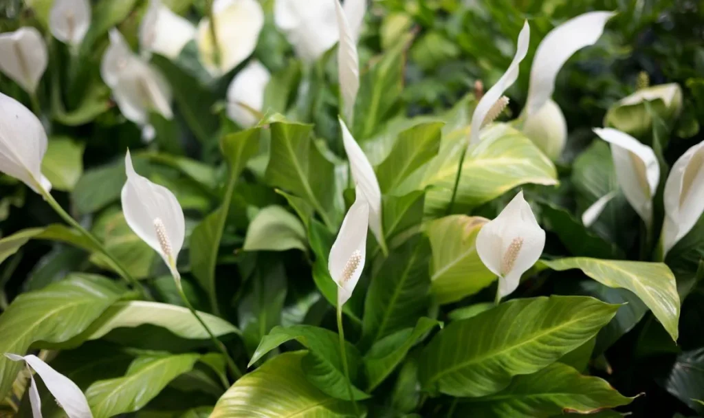 Postavila jsem ho vedle spathiphyllum. Byla jsem v šoku, jak rychle rozkvetl.