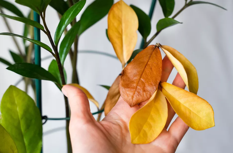 Váš zamioculcas žloutne, protože jste zapomněli na jednu věc. Vždy to před zaléváním zkontrolujte.
