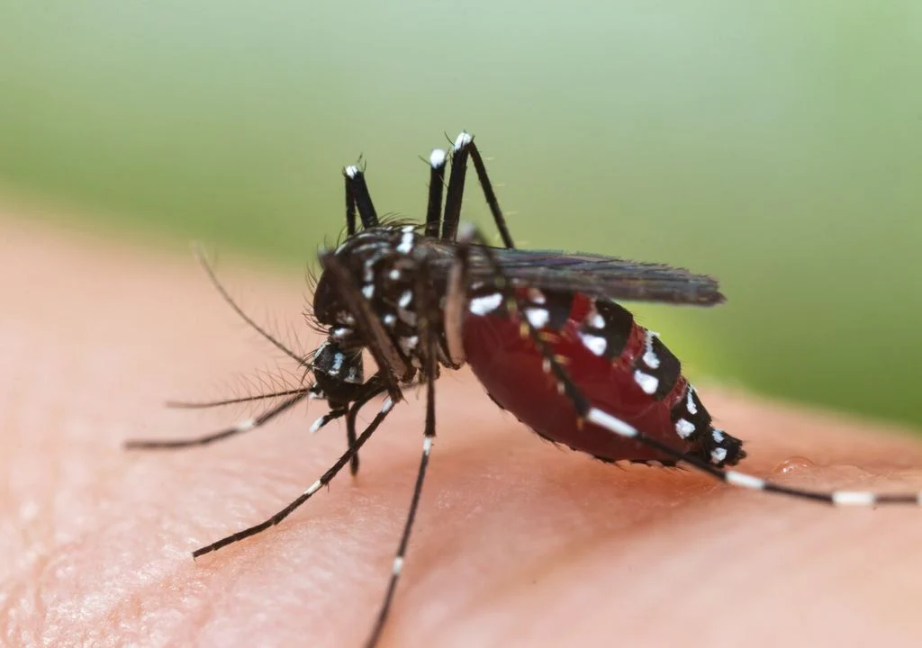 Rostlina, která naplňuje dům vůní a odpuzuje komáry: proto ji na jaře všichni chtějí