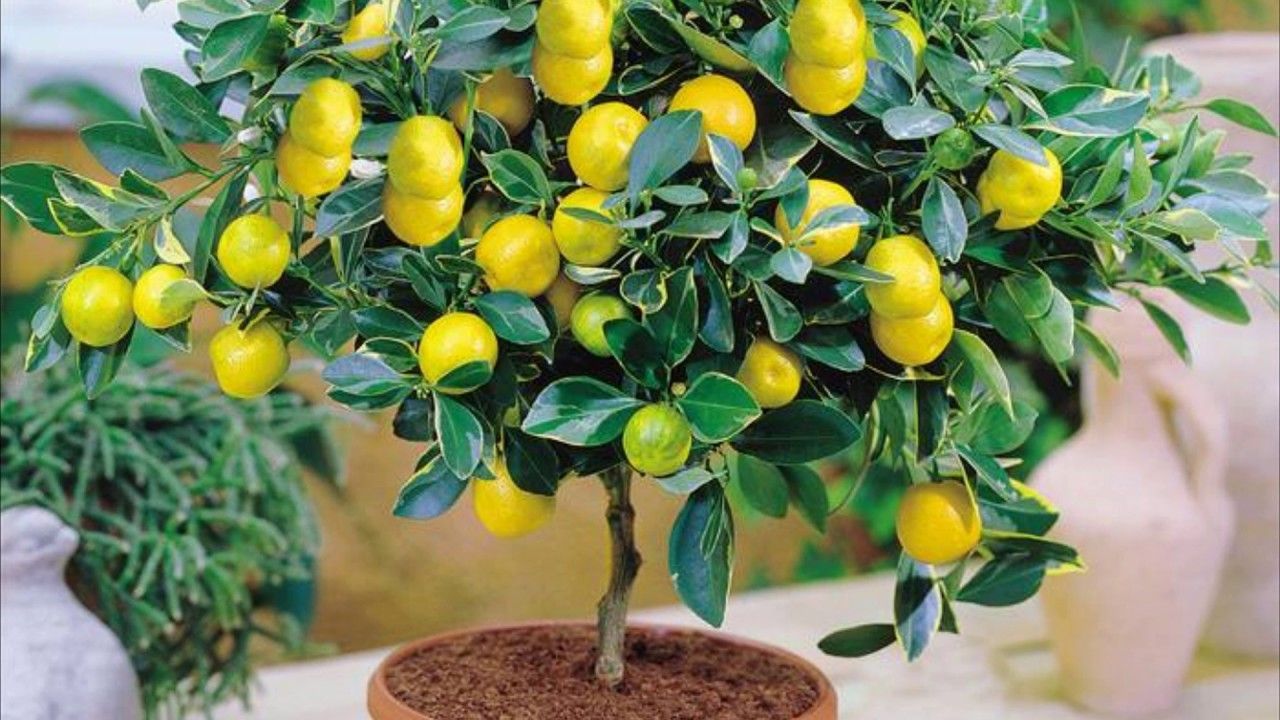 Citroník může rodit citrony i při pěstování v květináči: takto se o něj musíte starat, aby se tak stalo.