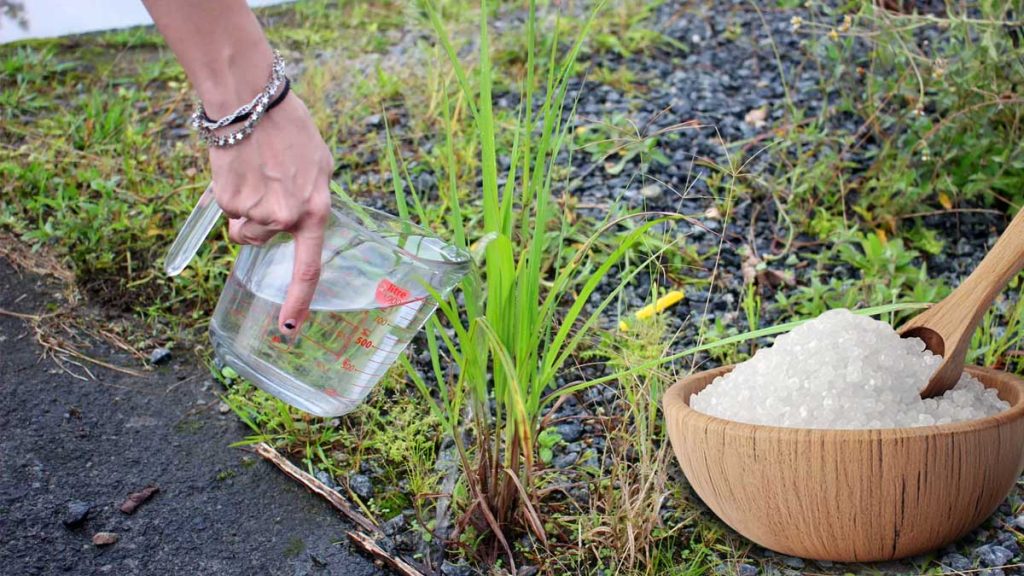 Můj tajný recept na přípravu super (až příliš) účinného a super dostupného solného herbicidu