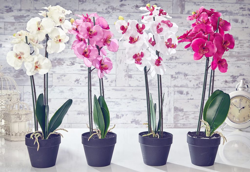 Místo pití jej vylijte na orchidej. Rozkvete novými květy.