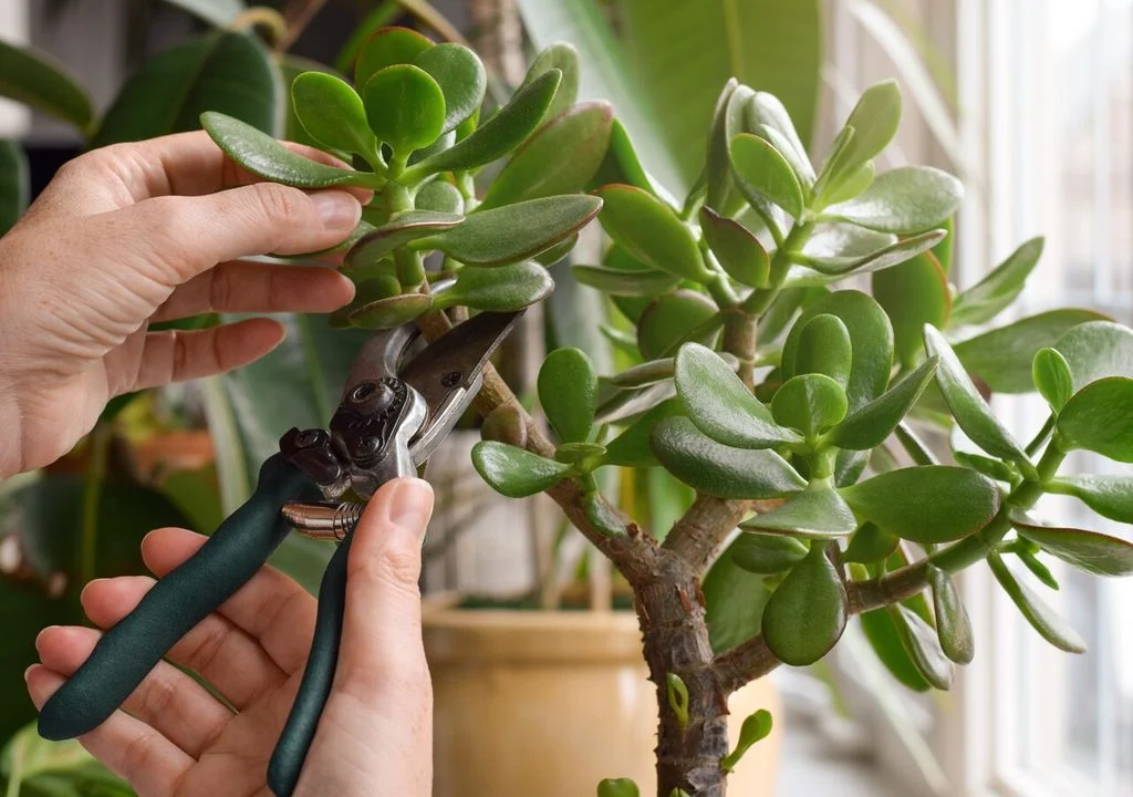 Není to bonsai, ale přináší štěstí: tato miniaturní rostlina je ideální pro váš domov!
