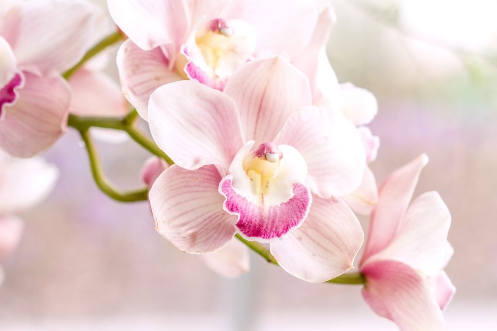 Místo pití jej vylijte na orchidej. Rozkvete novými květy.