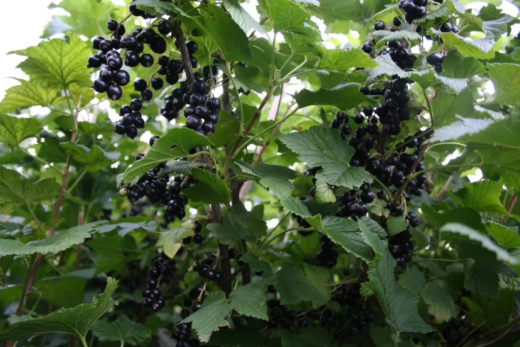 Očistím, nakrájím, zaliju vroucí vodou a vyliju pod keře rybízu. V sezóně mám spoustu sladkého ovoce.