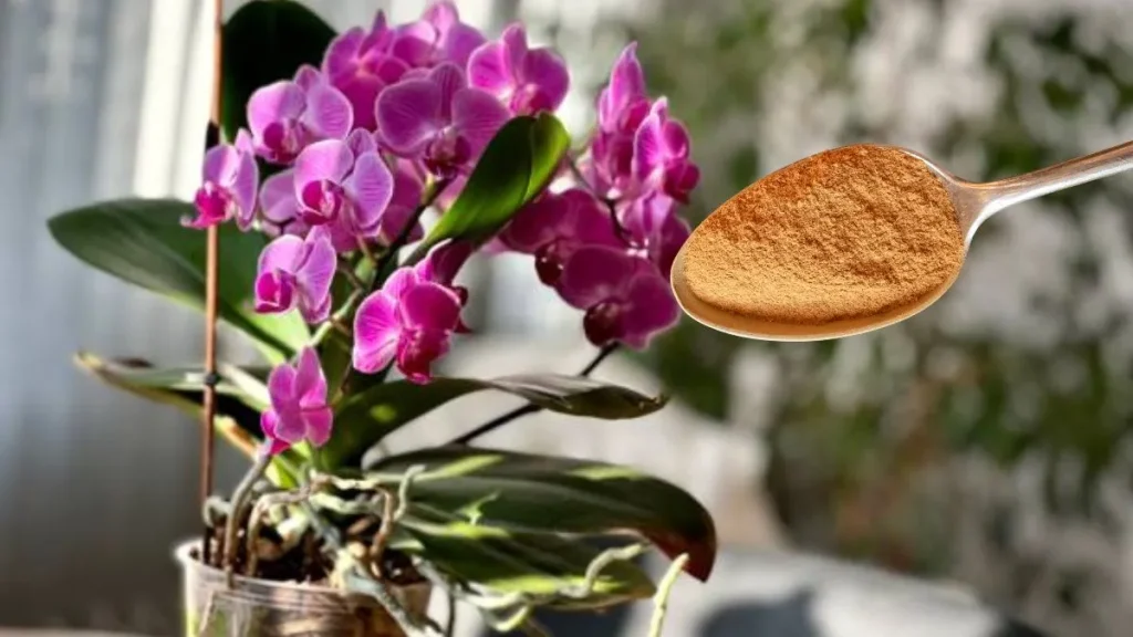 Kolik lžic skořice potřebujete, aby vaše orchideje rozkvetly?