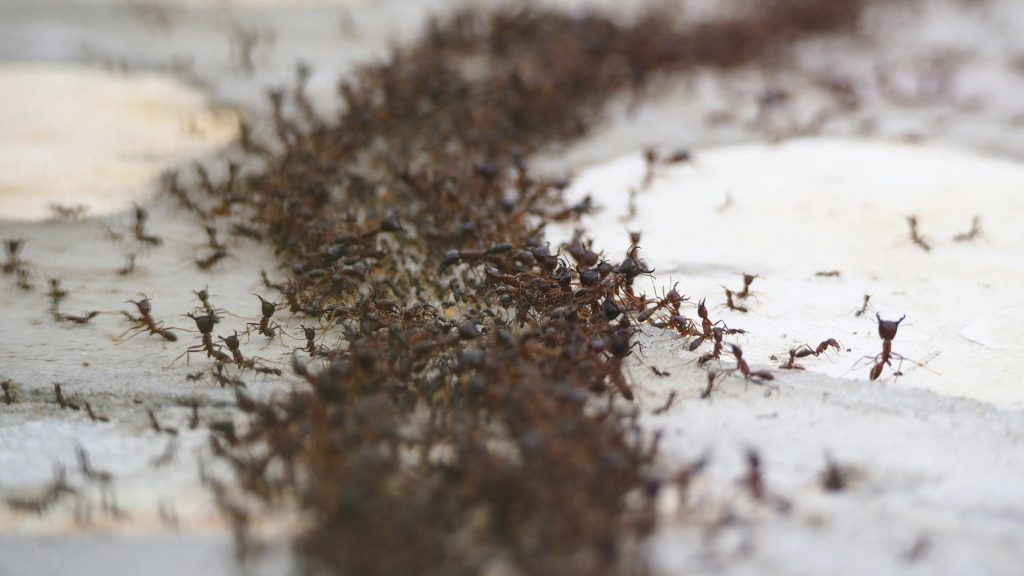 Žádný citron, žádné chemikálie: jednoduchý způsob, jak se rychle zbavit mravenců v domě