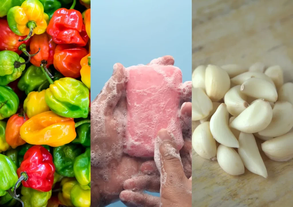 Česnek, mýdlo a pepř: jak použít tyto ingredience k ochraně před zahradními škůdci