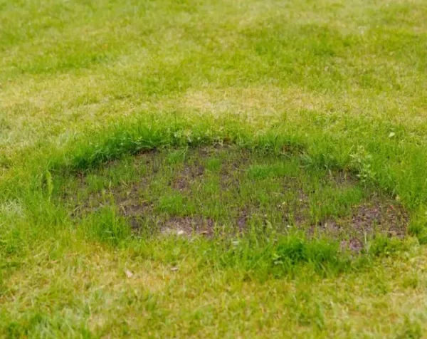 Snadná oprava trávníku – jak získat zelený a rovný trávník