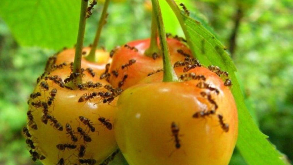 Jak se zbavit mravenců v zahradě: rady agronoma