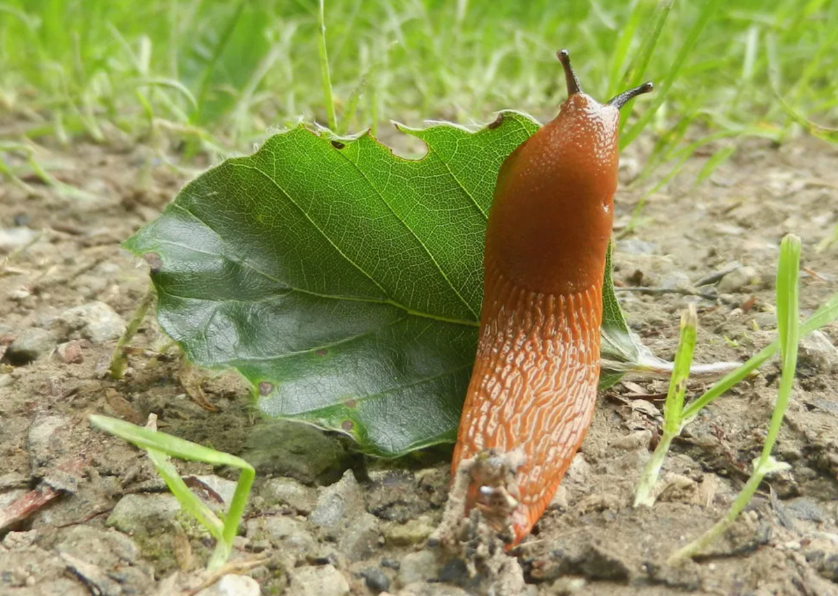 Tyto rostliny jsou jako magnet na slimáky. Máte je ve své zahradě? Připravte se na invazi