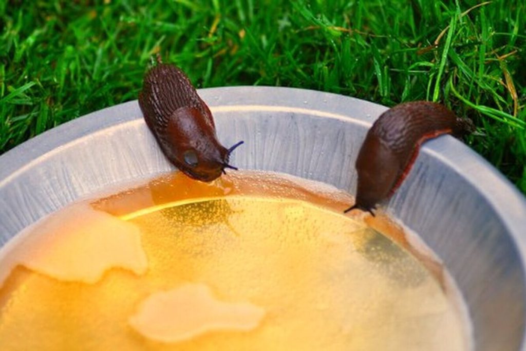 Proti slimákům nic nepomáhalo... až do chvíle, kdy se objevil tento úžasný trik, který si osvojilo stále více zahradníků.