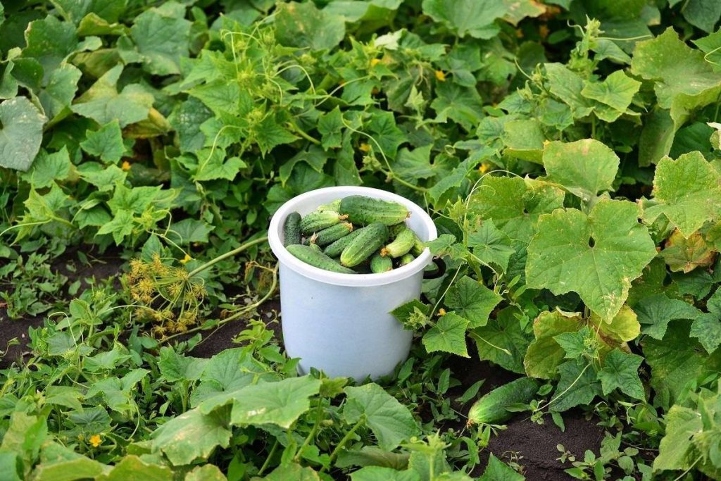 Úroda dvakrát větší: agronom prozradil čtyři způsoby správného tvarování okurek v červnu