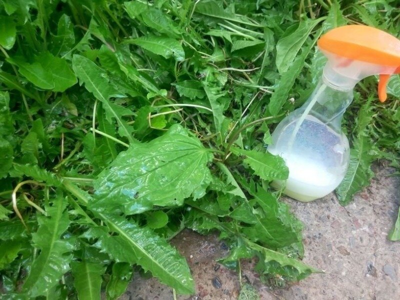 Můj tajný recept na přípravu super (až příliš) účinného a super dostupného solného herbicidu