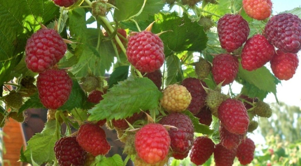Jak často je třeba maliny hnojit kávovou sedlinou, aby se nenarušila jejich rovnováha?