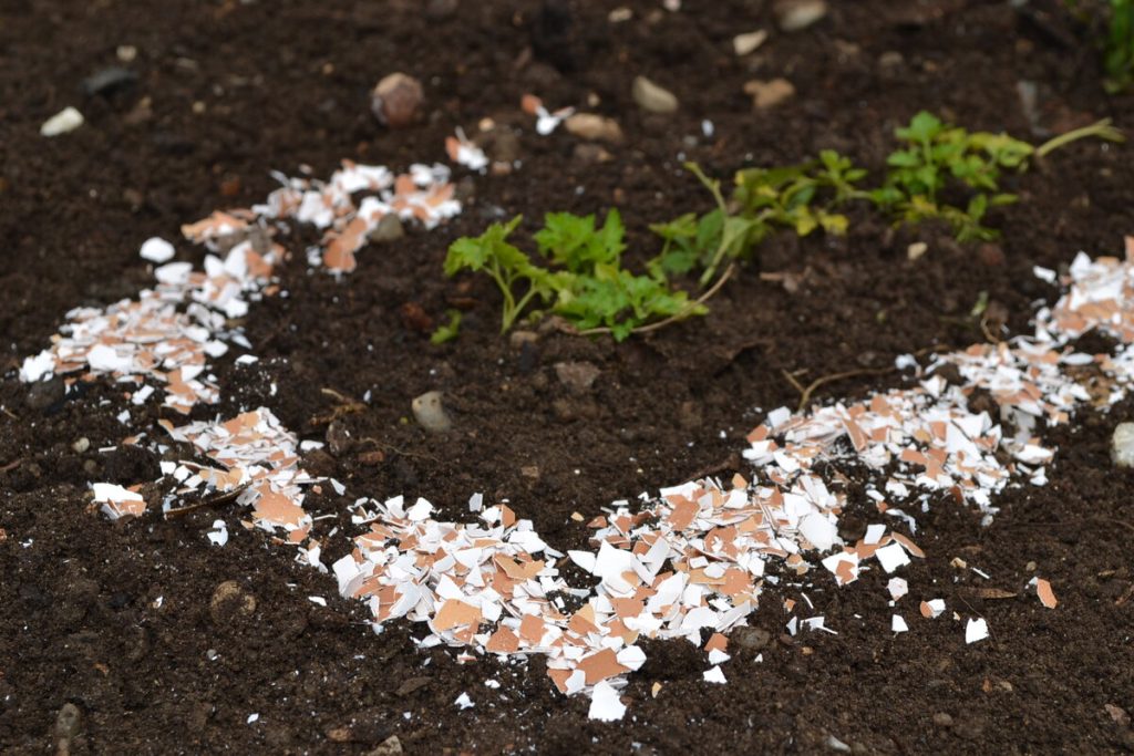 Domácí hnojivo, které bude živit vaše rostliny. Můžete si ho vyrobit z vaječných skořápek.