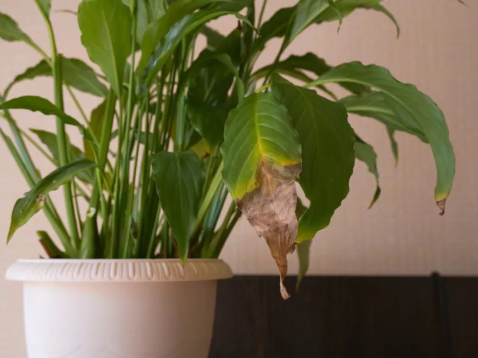 Pravidlo „ani-ani“ zachránilo můj spathiphyllum. Už nejsou žádné tmavé skvrny a květy jsou dokonale bílé.