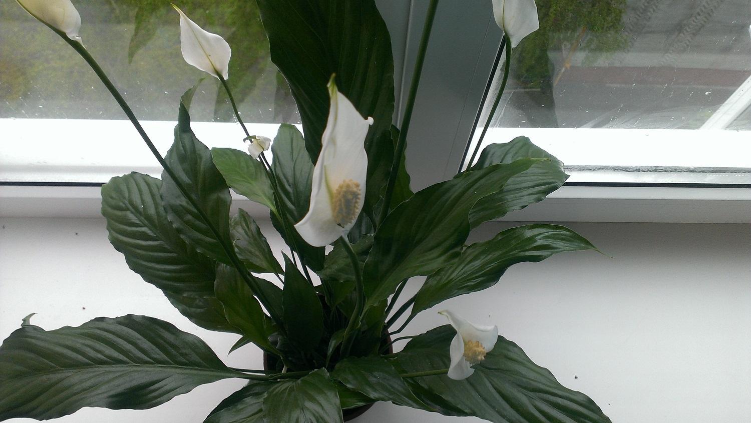 Postavila jsem ho vedle spathiphyllum. Byla jsem v šoku, jak rychle rozkvetl.