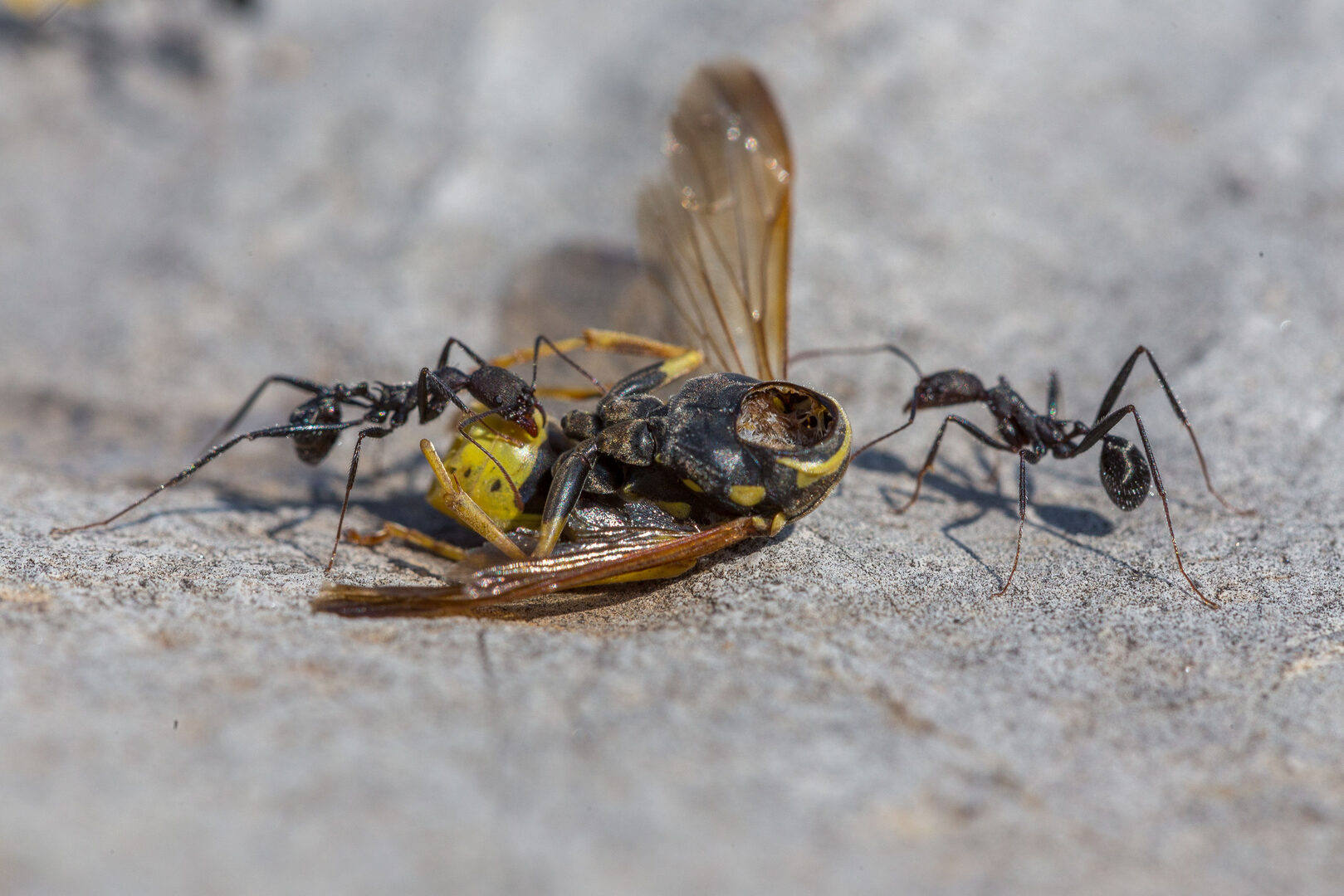 Domácí triky, jak odpudit mravence bez použití pesticidů