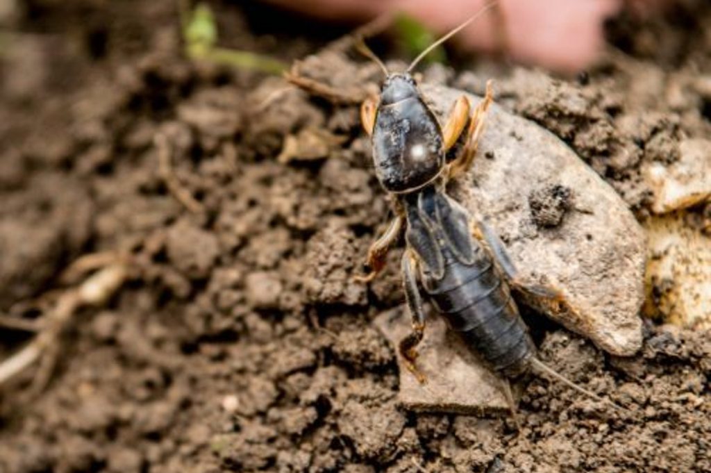 Prohledejte zahradu, můžete vydělat jmění. Tento škůdce stojí spoustu peněz.