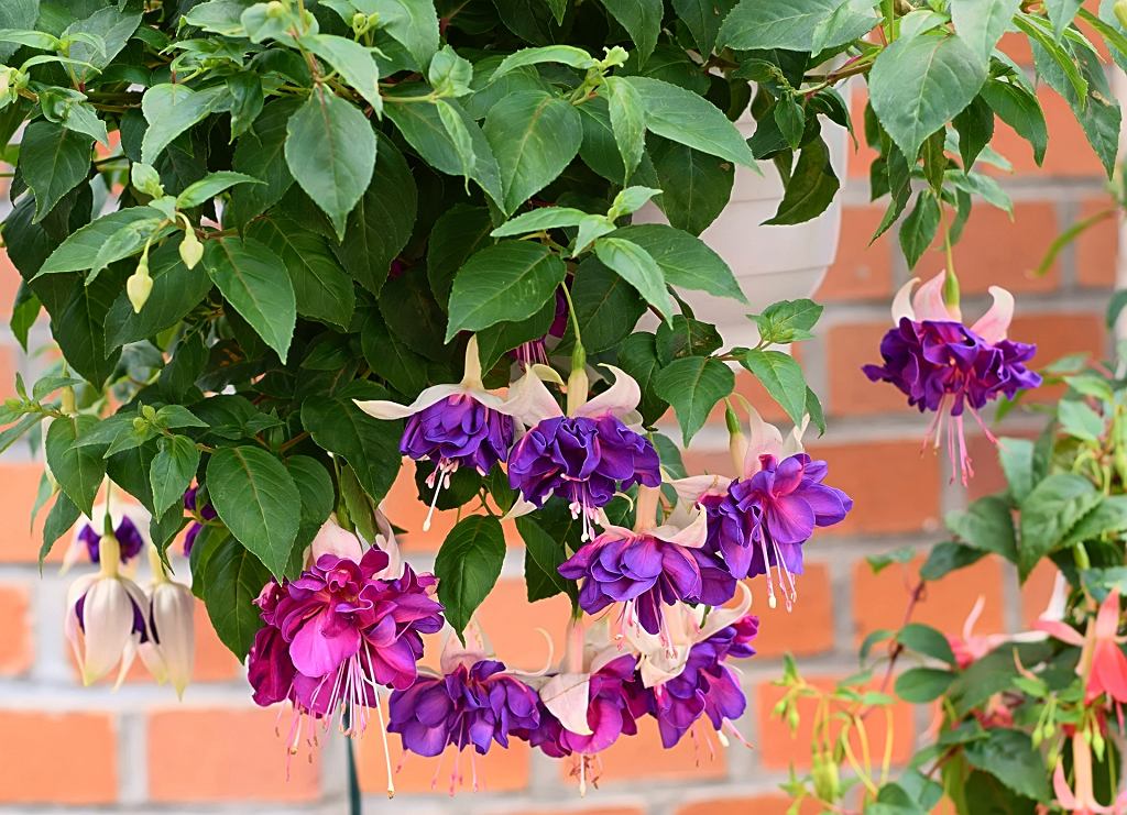 Fuchsie pokryje váš balkon kaskádami květů. To zaručuje dlouhé a bohaté kvetení.