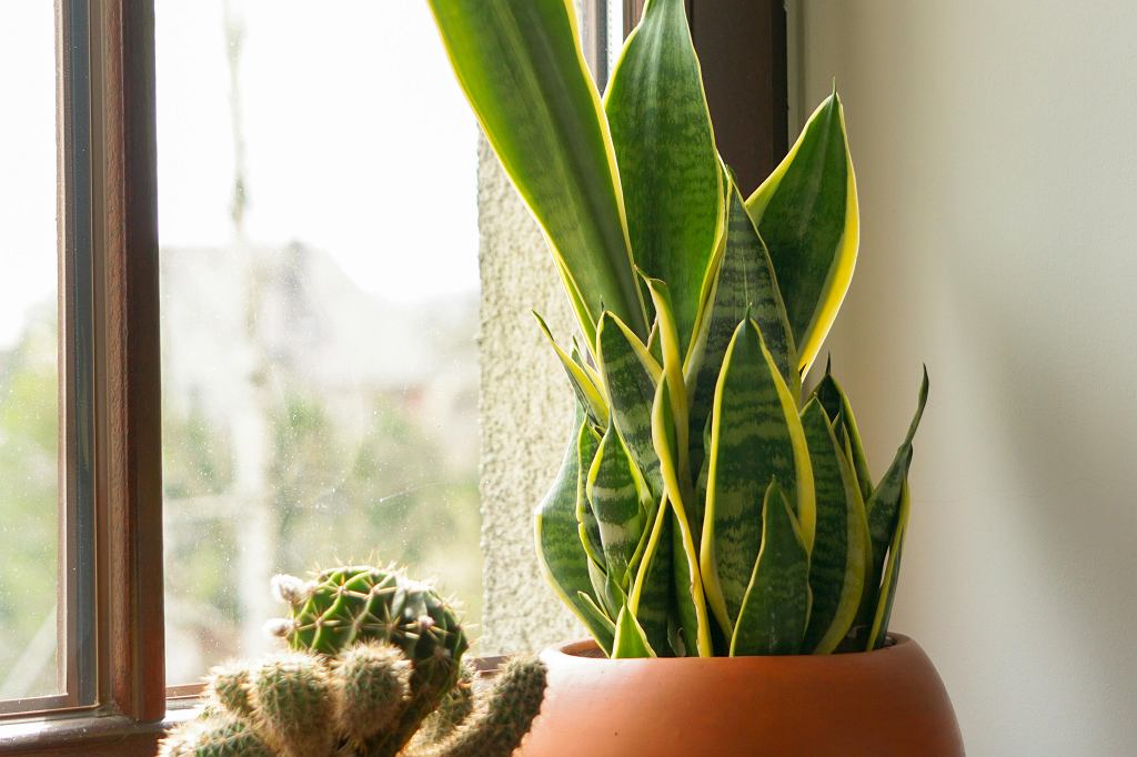 Moje sansevieria nikdy nebyla tak zelená. Zalévám ji jednou týdně tímto hnojivem.