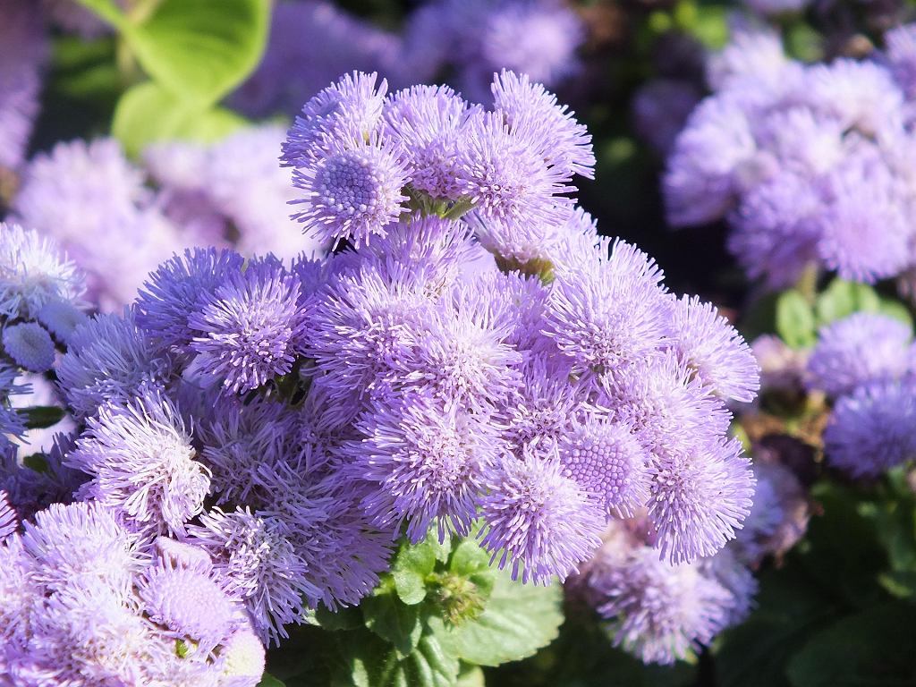 Geranium je již minulostí. Nyní jsou balkony zaplněny „nadýchanými pomponky“. Kvetou až do mrazů.