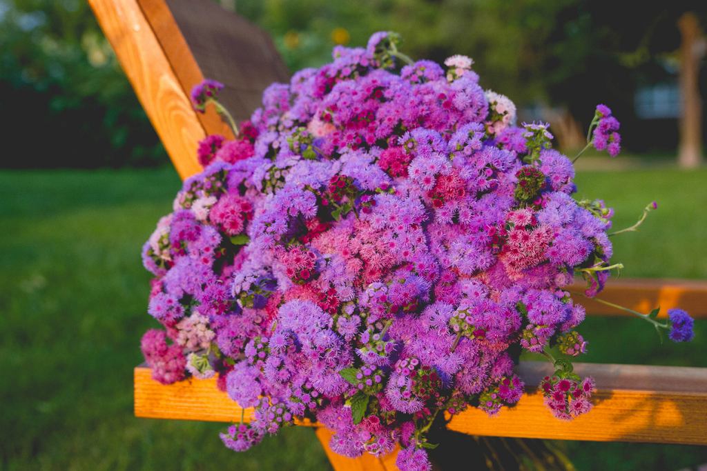 Geranium je již minulostí. Nyní jsou balkony zaplněny „nadýchanými pomponky“. Kvetou až do mrazů.
