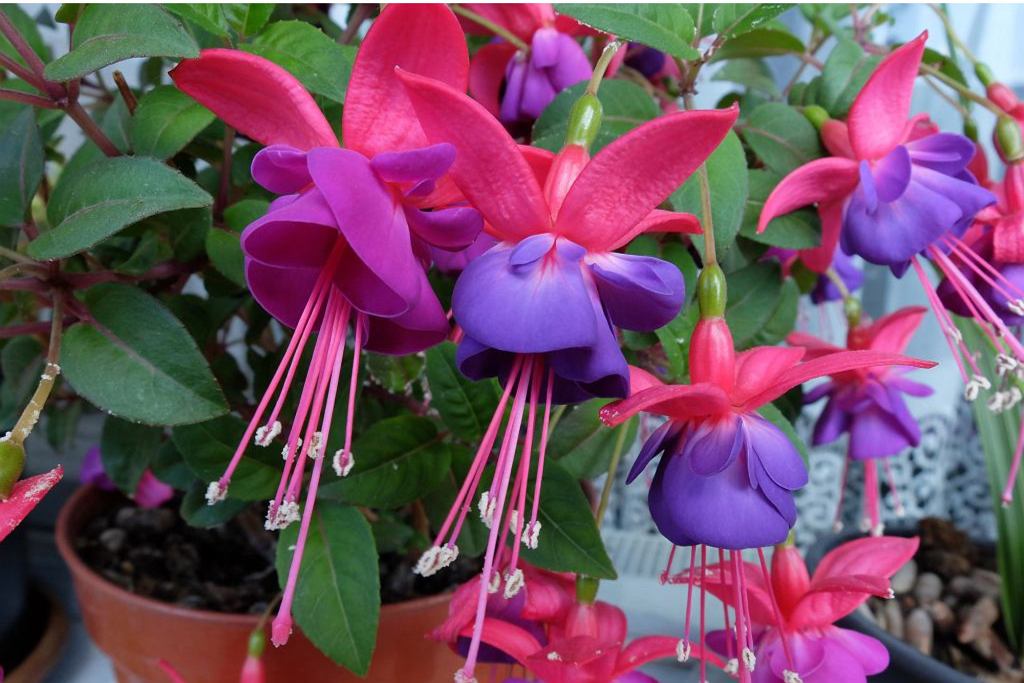 Fuchsie pokryje váš balkon kaskádami květů. To zaručuje dlouhé a bohaté kvetení.